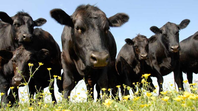 This New Old Way of Ranching Makes Greener Pastures