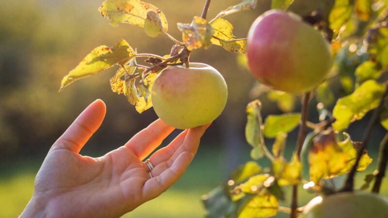 Regenerative Solutions: Economic Benefits