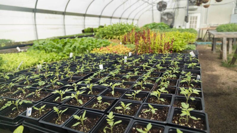 What’s a Passive Solar Greenhouse, and Can You Build One?